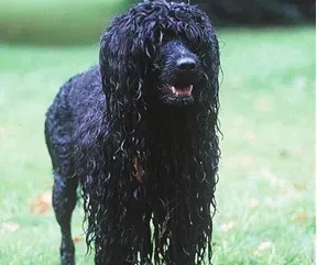 葡萄牙水犬喜欢吃什么 要适当给狗狗补充钙粉 | 葡萄牙水犬