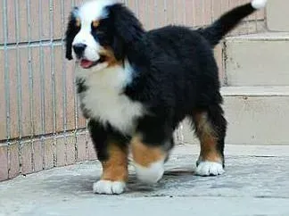 伯恩山犬|伯恩山犬最近不吃东西，有点拉稀怎么办