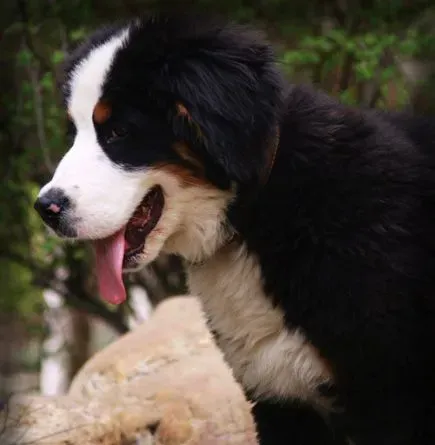 伯恩山犬训练方法 机械刺激和奖励结合 | 伯恩山犬