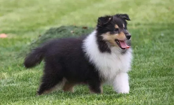 苏格兰牧羊犬|苏格兰牧羊犬被车撞到后对我很凶为什么