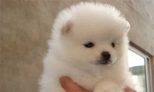 博美犬的优缺点 对人非常的友好没有攻击性 | 博美犬