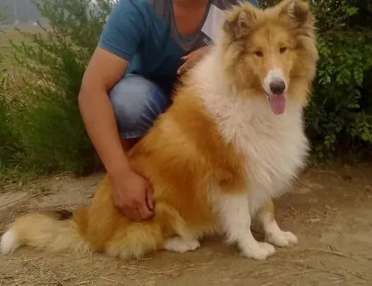 苏格兰牧羊犬|当苏格兰牧羊犬体温过低的时候主人们的护理应该怎样做