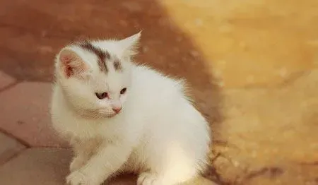 猫一年能生几窝 一般每年可以生育1-2次 | 猫