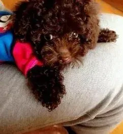 贵宾犬|新生犬的生存问题 主人应如何照顾刚出生的贵宾犬
