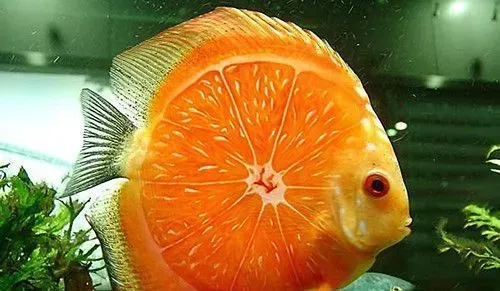 海水鱼怎么养 怎么辨别海水鱼的雌鱼和雄鱼 | 鱼