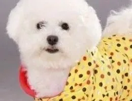 比熊犬|训练赛级比熊犬应该注意的事项