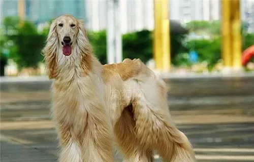 阿富汗猎犬剃毛 阿富汗猎犬能剃毛吗 | 阿富汗猎犬