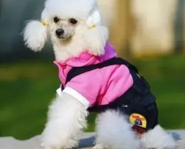 贵宾犬|贵宾犬吃完水果后拉肚子了是什么原因