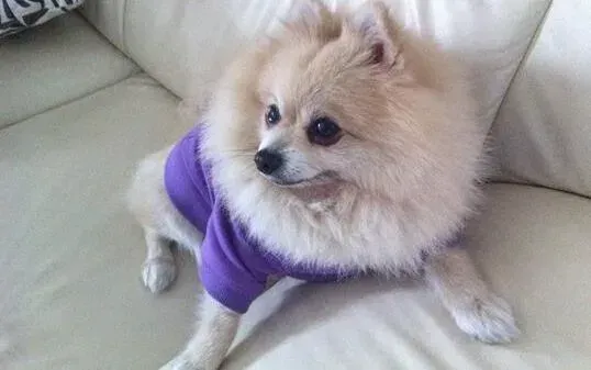 博美犬|导致博美犬母犬不孕的原因——环境因素