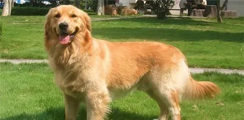 金毛寻回犬体重 个子大而比较温顺的狗狗 | 金毛寻回犬