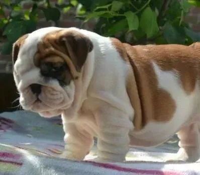 英国斗牛犬|斗牛犬消化不良呕吐怎么办