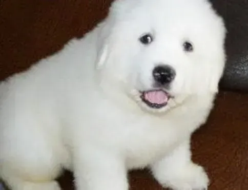 大白熊犬|大白熊犬嘴巴周围红肿脱毛用什么药治疗