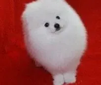 博美犬|怎样让博美犬融入社会这个大家庭之中