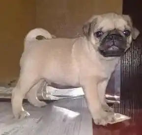 巴哥犬|巴哥犬患上副流感后开始气喘应吃什么药