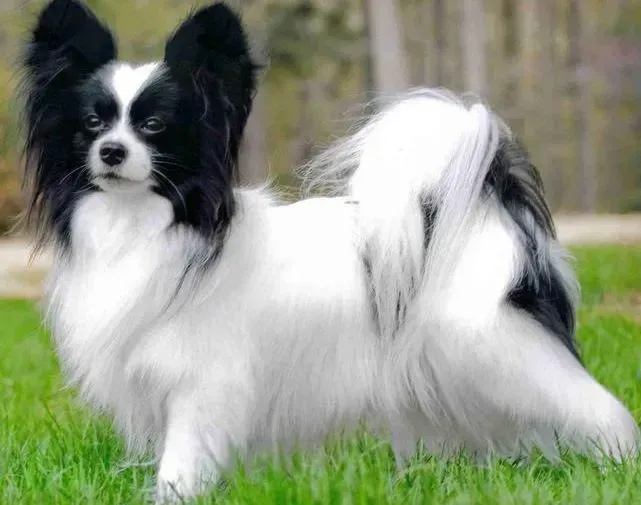 蝴蝶犬|我家蝴蝶犬不吃任何东西还呕吐如何是好