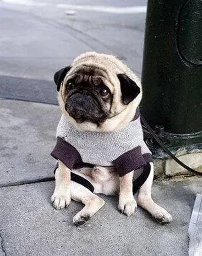巴哥犬|巴哥犬发情了可以洗澡吗