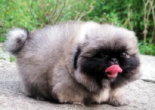 京巴狗|让京巴犬体内营养均衡的食物
