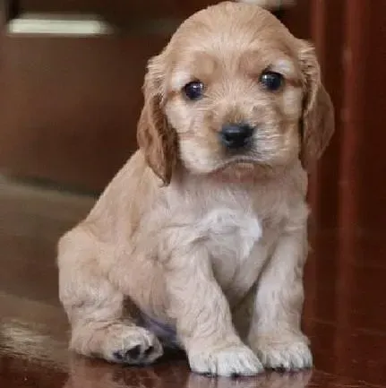 可卡犬|给可卡犬梳理毛发的相关手法解答