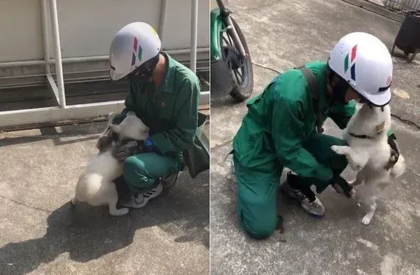 超温馨场面！白柴时隔一个月见邮差哥哥超激动 | 狗