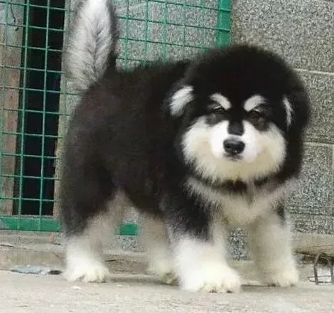 阿拉斯加犬|阿拉斯加犬应该吃什么狗粮好