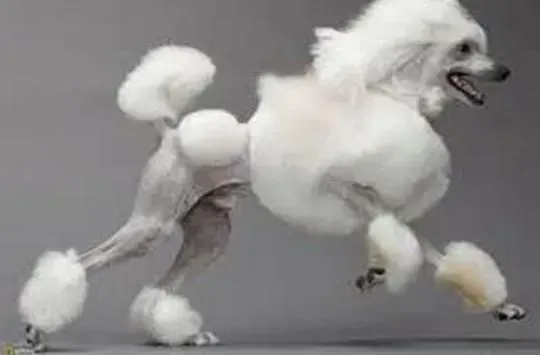 贵宾犬|为什么不能够给贵宾犬食用太多的糖分