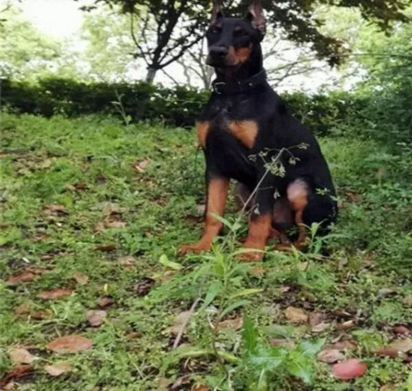 杜宾犬|米饭对杜宾犬的身体有好处吗