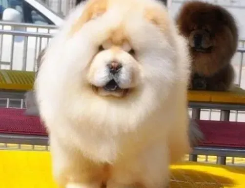 松狮犬|细说松狮犬的常见疾病——胃肠炎