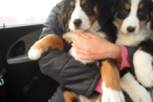 伯恩山犬|家庭实用手册 伯恩山犬流鼻涕的性状有哪些