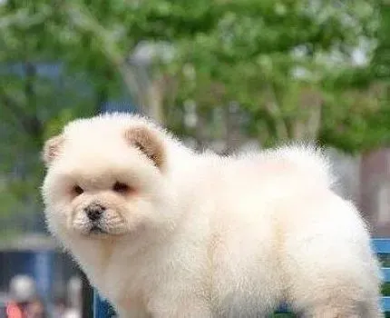 松狮犬|让松狮犬饮食均衡很重要