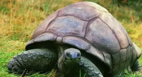 养的乌龟冬天怎么办 饲养乌龟注意事项 | 乌龟