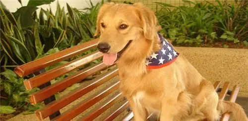 金毛寻回犬体重 个子大而比较温顺的狗狗 | 金毛寻回犬
