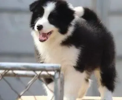 边境牧羊犬|边境牧羊犬节后综合症之挑食厌食毛病