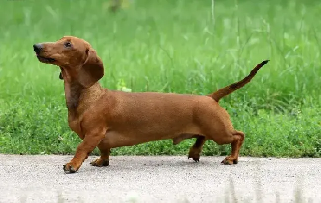 腊肠犬|腊肠犬耳朵流水很臭需不需要吃药