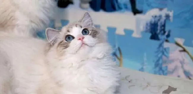 买布偶猫买几个月的好  购买这个年龄段的布偶猫最合适 | 布偶猫