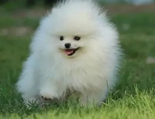 博美犬|饮食管理 小博美犬成长的重要问题