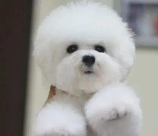 比熊犬|比熊犬不适合用人类使用的染发膏染发