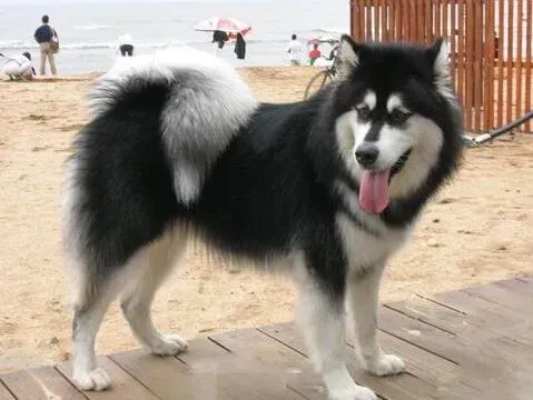 阿拉斯加犬|中西合璧 医治阿拉斯加犬细小的最好方法