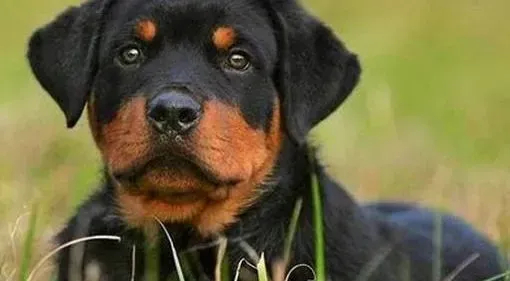 罗威纳犬|春夏秋冬 护理罗威纳犬的健康好方法