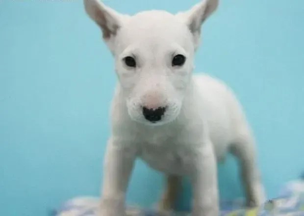牛头梗|怎样为牛头梗幼犬做免疫