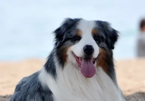 澳洲牧羊犬怎么选 测验的反应来判定优劣 | 澳洲牧羊犬