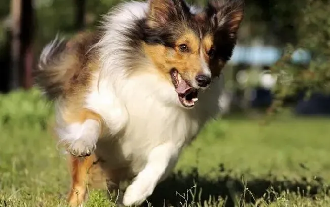 喜乐蒂|喜乐蒂犬喜欢在草地上翻滚的原因