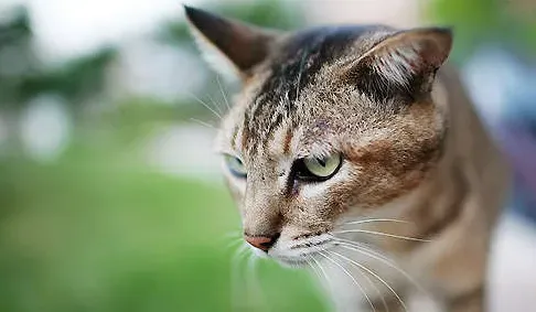 猫的呼吸系统 揭猫的呼吸系统有哪些特征 | 猫