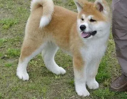 秋田犬|秋田犬嘴巴张大，四肢僵硬是怎么回事