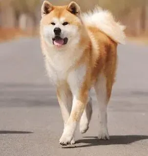 秋田犬|自制秋田犬的常用物品——美味狗咬胶