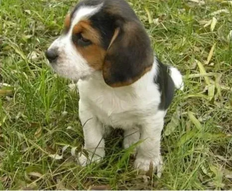 比格犬|比格犬妊娠期三个阶段里如何护理它
