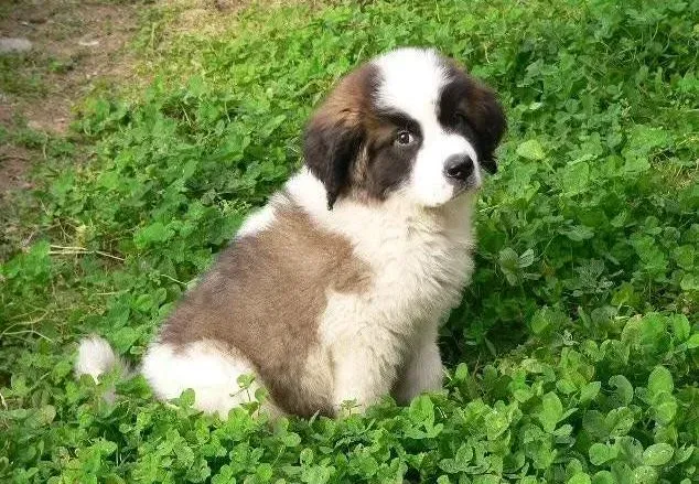 圣伯纳犬|如何让伯恩山犬健康度过孕期的三大阶段