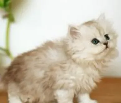 猫能吃三文鱼吗 千万不能大量喂食 | 猫