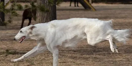 苏俄猎狼犬凶猛吗 不适合有小孩的家庭饲养 | 苏俄猎狼犬