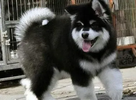 阿拉斯加犬|哪些阿拉斯加雪橇犬繁殖期的饲养常识