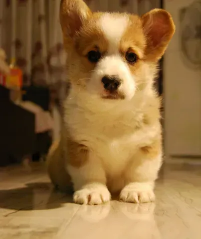 柯基犬|柯基犬在家乱尿尿，如何消除掉这种尿骚味